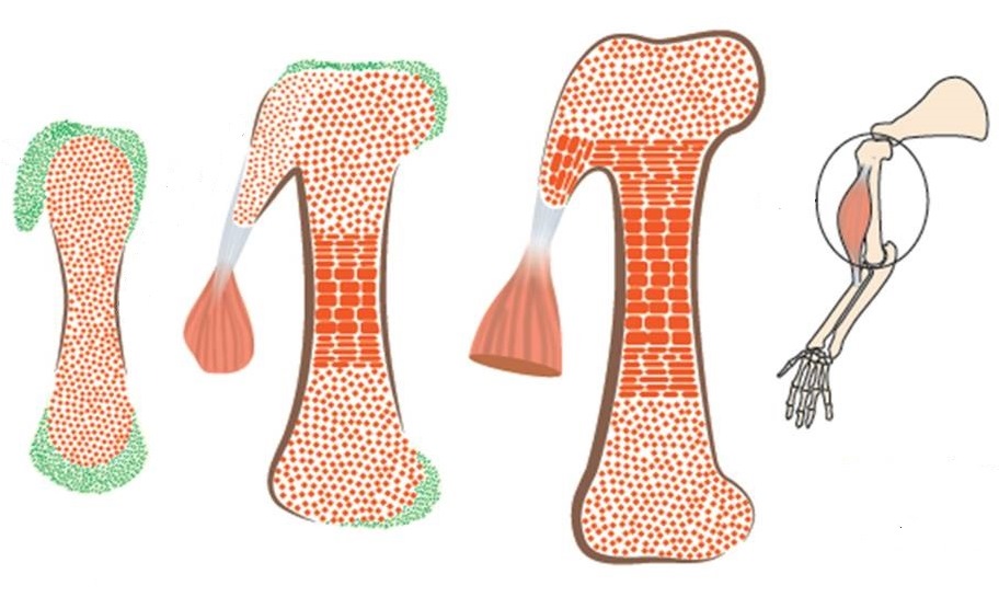 A modular model: two distinct classes of cells – forming cartilage (orange) and attachment units (green) – take part in bone development